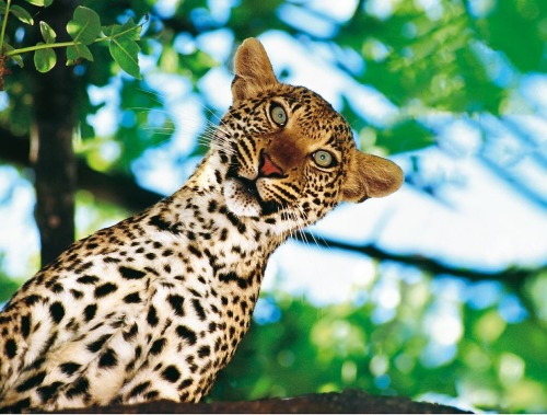 One Of My Favorite Photos Is From A Photo Trap In Java:The Young Leopard Had Walked Every Day To The