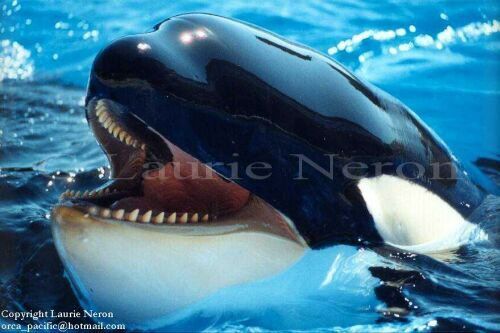 Gender: MalePod: N/APlace of Capture: Born at SeaWorld of CaliforniaDate of Capture: Born on Septemb