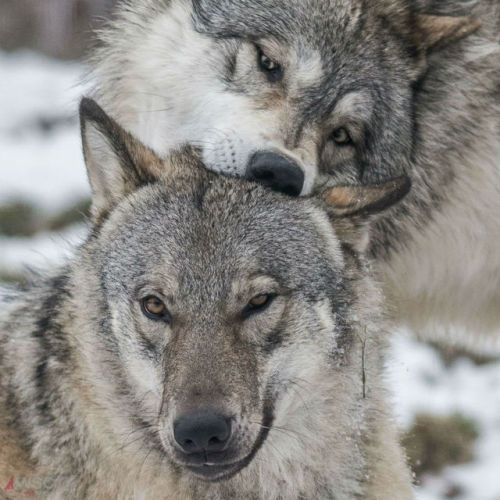 wolfscience:  Maikan and Etu, almost two years now.Pics by Rooobert Bayer