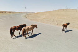 oessa: wild horses, Mongolia / google street view47.6940014,106.982371