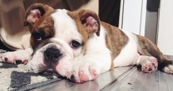 English Bulldog Love