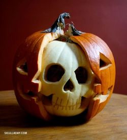 flylikepaper23:  sixpenceee:  A pumpkin anatomy