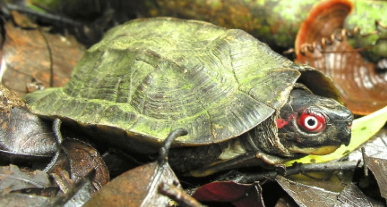 Here come the most Extra of turtles and tortoises
