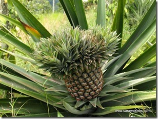 biodiverseed: If a pineapple inflorescence is exposed to excessive heat or excessive