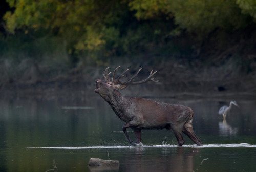 renamonkalou:Cervus elaphus  Budimir Jevtic