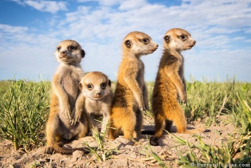 catsbeaversandducks:  Meerkats make the best porn pictures