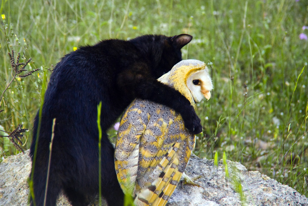 lupinelove:  They are friends. True story. As seen on Nat Geo Wild. Pictures from: