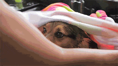 corgiaddict:  letterstogodptiii:  Corgi takes a bath [x]  YES 