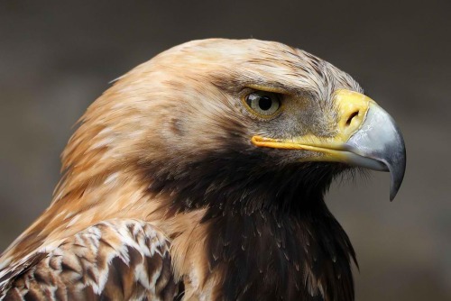 birds-of-prey-daily:Spanish Imperial Eagle