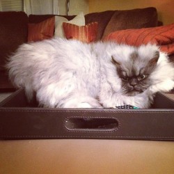 colonelmeow:  That can’t be comfortable.