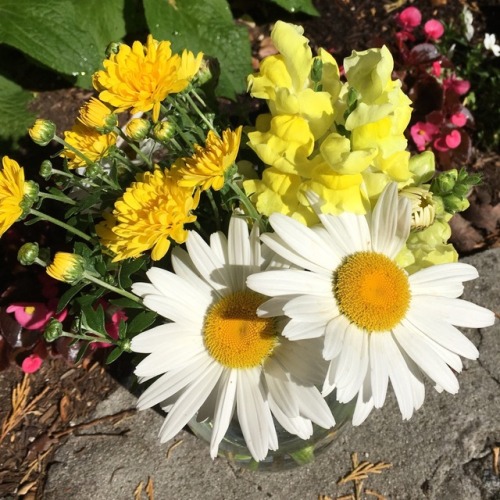 Bouquets from my garden this morning. Happy sigh.