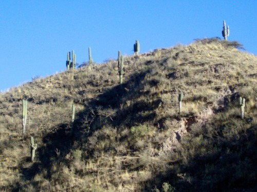 Ladera con cardón, Salta, 2007.