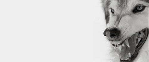 fruzsii016:  Wolf.