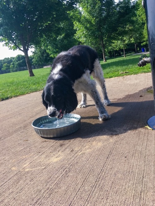 Bramble really loves water