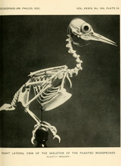 nemfrog:  Plate IX. Right lateral view of the skeleton of the Pileated Woodpecker. Proceedings of the American Philosophical Society. 1900.