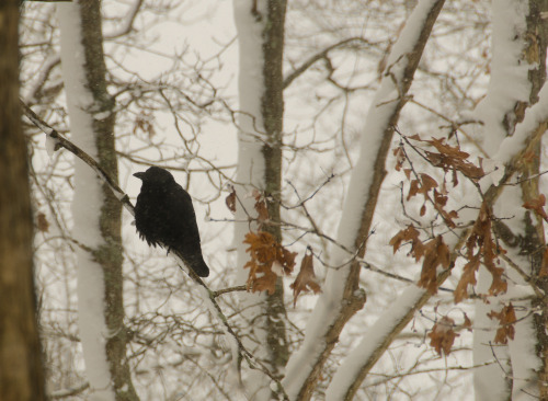 iseultsdream: Feb 9, 2013 - bedraggled American Crow - 2nd day of big snowstorm - through my window