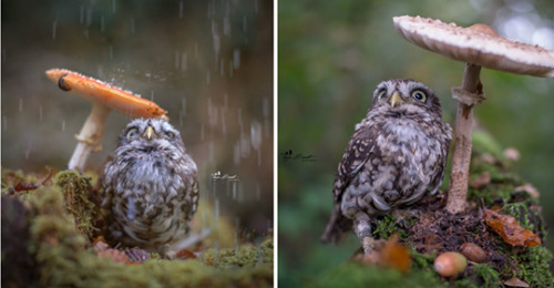 everythingfox:Photographer captured the image of a tiny owl hiding from rain under a mushroom:Tanja 