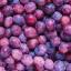 plum-enthusiast
