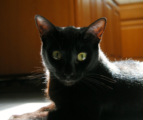 kes-trel: Here’s a few of my family’s cat, Bagheera. She’s a weirdo and was very h
