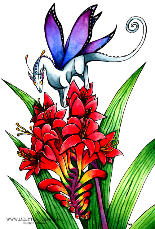 For Day Two Is The Fabulous Red King (Crocosmia) This Is A Flower Ive Recently Fallen For And Has Little