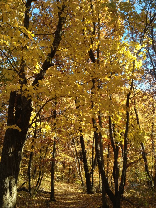 imakegoodlifechoices: Autumn in Central Park