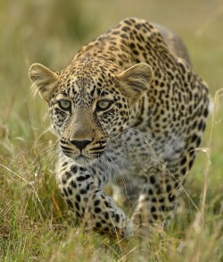 beautiful-wildlife:  Leopard by © brianscott_photography