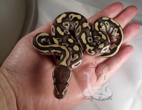 i-m-snek:Baby Arthur had his first shed!