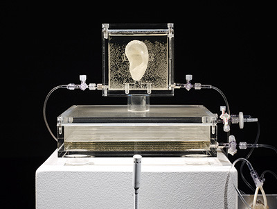 This Is A 3D Print Of Vincent Van Gogh’s Severed Ear. It Was Made Using Cells From His Great-grandson