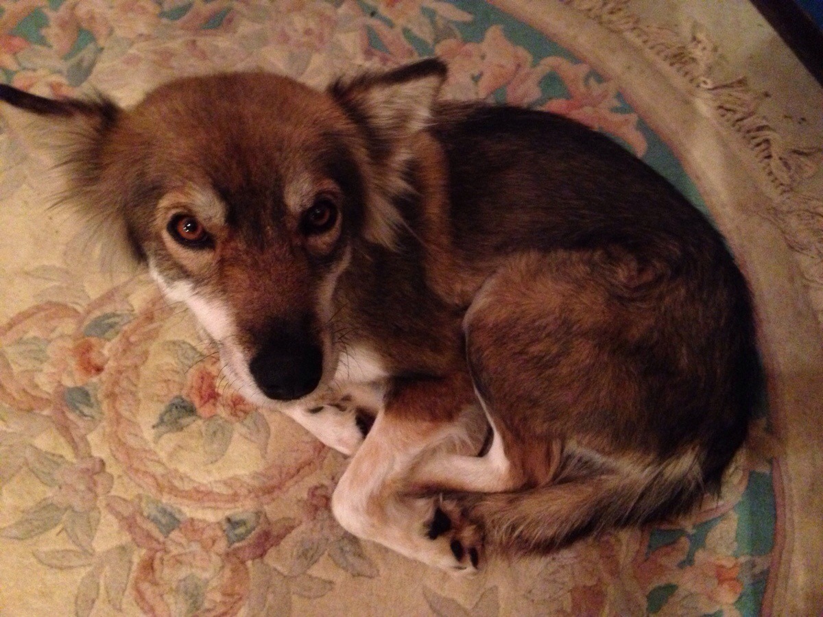 awwww-cute:  My uncle rescued a dog. He says it’s part coyote