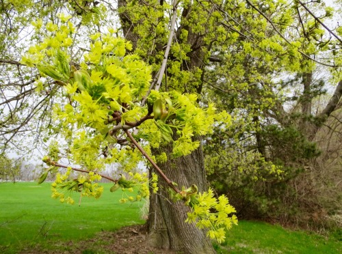 Norway maple in bloom. This color, which is also the color of willows in spring, most represents spr