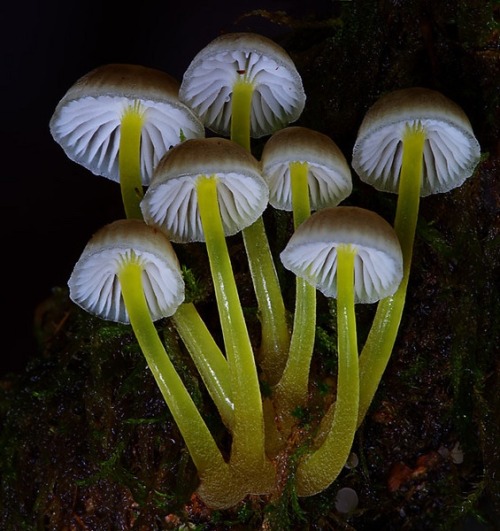 mossful:mycena epipterygia