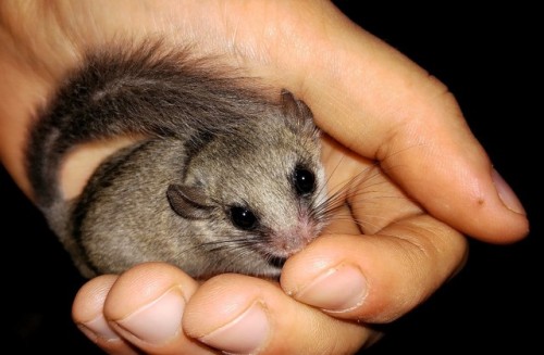 It has fur like a chinchilla, a tail like a squirrel and is the size of a mouse. The African pygmy d