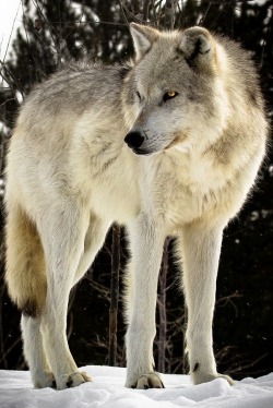 beautiful-wildlife:  Grey Wolf by Ron Meyers 