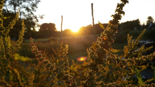 Porn so-out-of-our-minds:  Golden hour.  photos