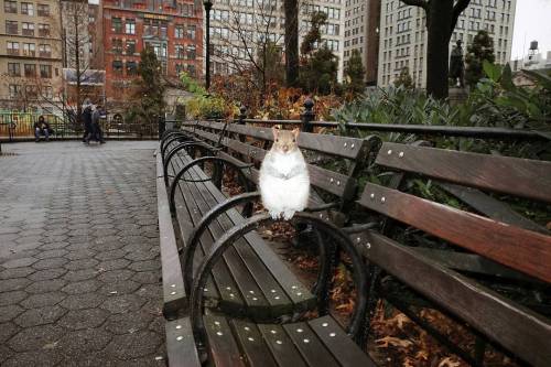 featureshoot:Captured by Manhattan street photographer Aaron Berger Photography