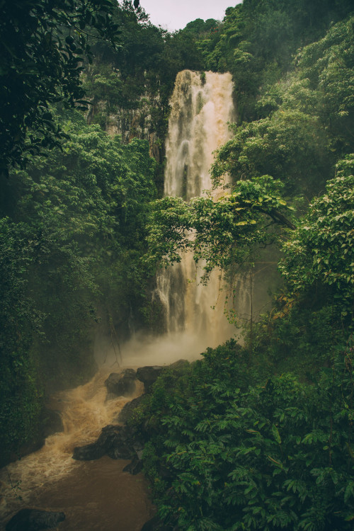 brigitphotography:Maui Waterfall // 2016