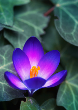 blooms-and-shrooms:  spring rises by sumahli