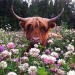 botanical-artistry:cows with flowers