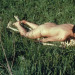 lickingorchids:ana mendieta, on giving life, 1975