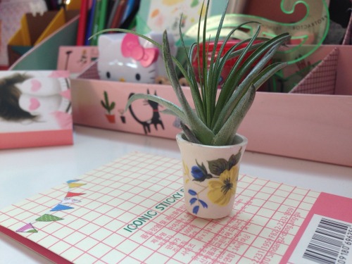 riceisholy:I couldn’t decide which plant to put in this very teeny tiny floral pot.Air plant or the 
