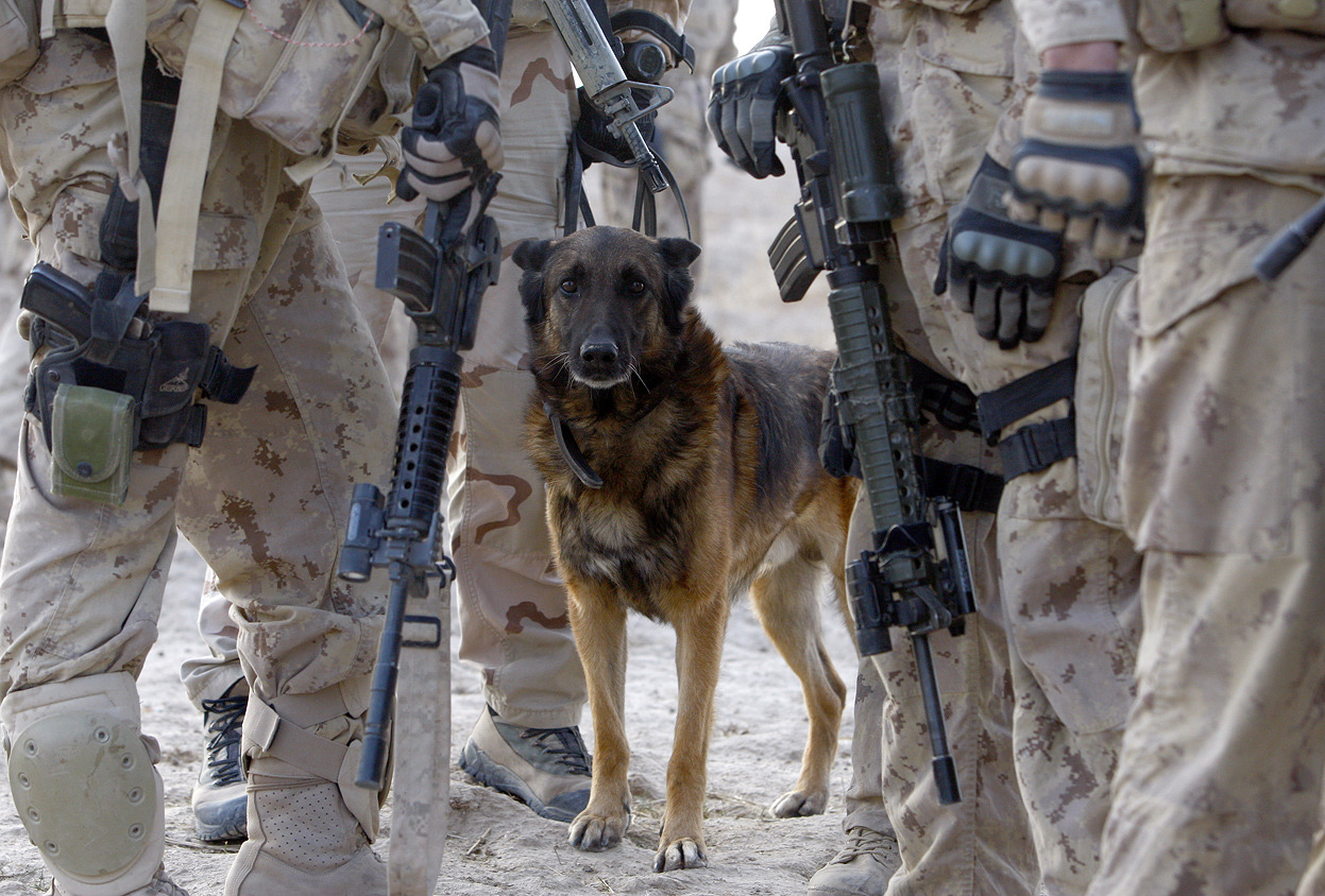 From Afghanistan: Dogs of War, one of 40 photos. Ricky, an explosive detector dog, with Canadian soldiers from Task Force 3-09 Battle Group during operation Tazi, a village search and security operation in the Dand area of Kandahar Province, southern...
