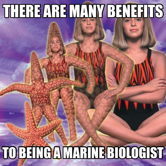 staff:  DREAM TO MEMEWe’re past the point of being able to ignore this now. @pixellecutie​’s sleeping brain dreamed a dream of marine biology, and you’ve all really put in the work to make it a meme in its own right. Who knew there were so many