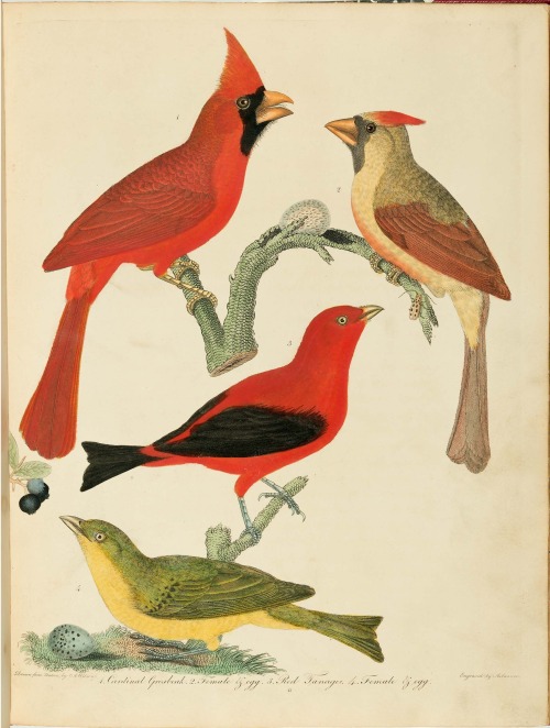 From: Wilson, Alexander, 1766-1813. American ornithology, or, The natural history of the birds of th