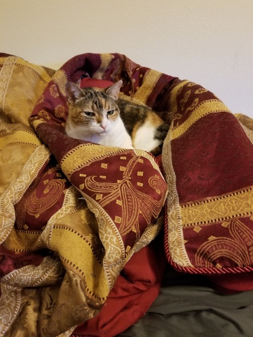 All hail the queen (and blanket hog)