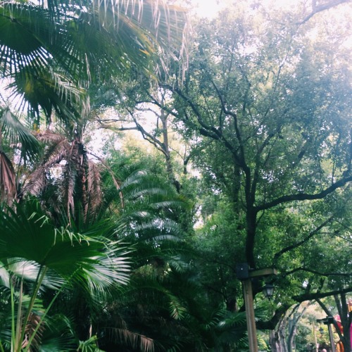 coconut-jungle: theadventurechild: Jungle/tropical blog ॐ☯☯Only good vibes☯☯ॐ