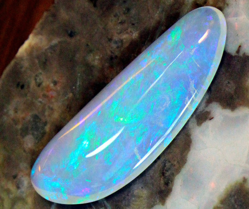 stellar-indulgence:Opalized FossilsThese are no ordinary fossils (if there is such a thing): these i