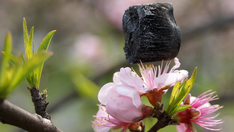 banji-realness:  Graphene aerogel supported by flower petals and stamens