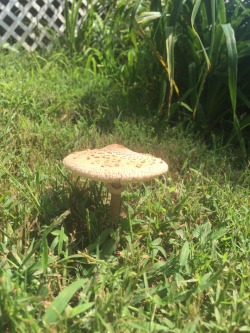 lil shroom in the front yard