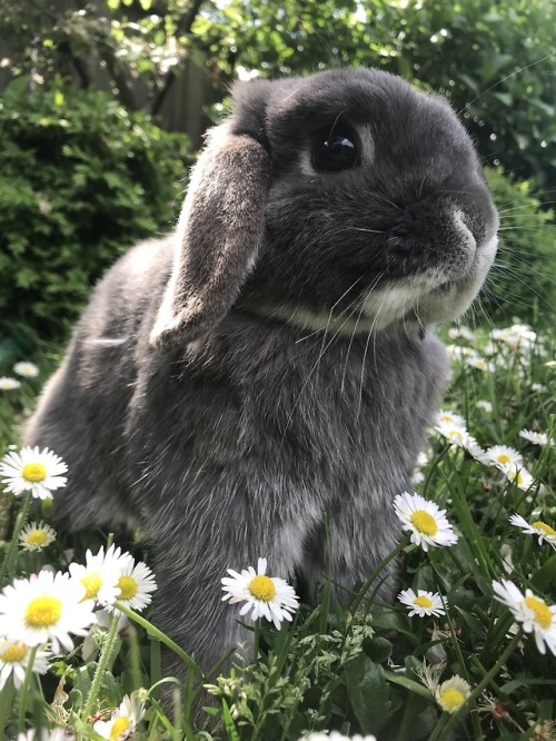 emmasbunnybuddies:Flower bun ~EmmasBunnyBuddies