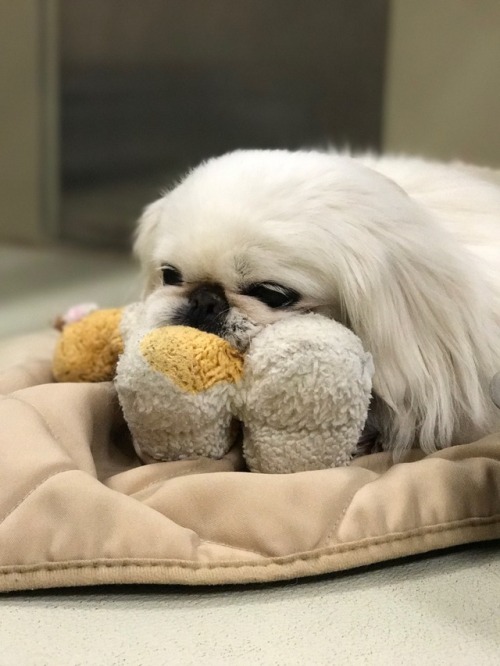 dogsatmyjob: Gizmo with his favorite little toy in the whole world, a stuffed giraffe. He’s often fo